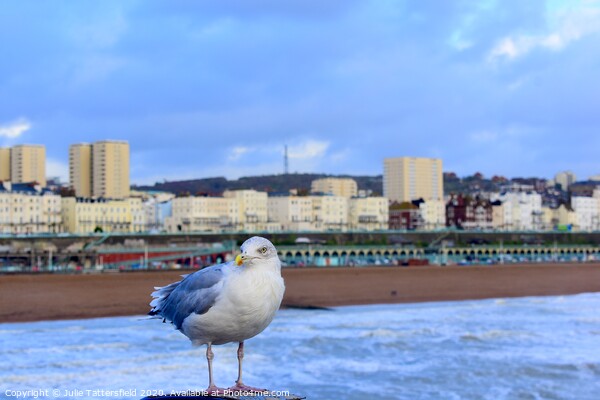 Brighton seagull looking for chips! Picture Board by Julie Tattersfield