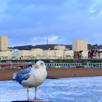 Buy canvas prints of Brighton seagull looking for chips! by Julie Tattersfield