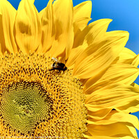 Buy canvas prints of Honey bee enjoying the succulent pollen by Julie Tattersfield