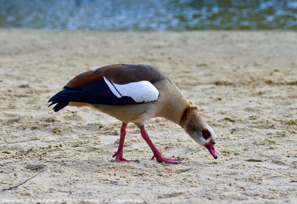 An Egyptian goose on a sandy beach Picture Board by Julie Tattersfield