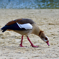 Buy canvas prints of An Egyptian goose on a sandy beach by Julie Tattersfield