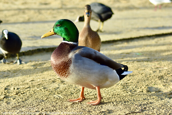 Mallard duck standing out from the crowd Picture Board by Julie Tattersfield