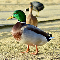 Buy canvas prints of Mallard duck standing out from the crowd by Julie Tattersfield