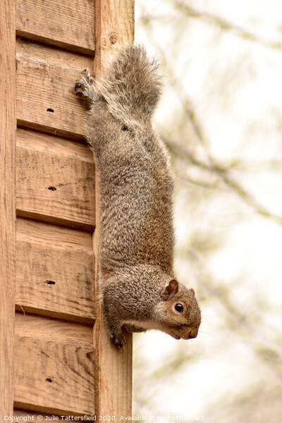 A Squirrel just chilling out! Picture Board by Julie Tattersfield