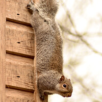 Buy canvas prints of A Squirrel just chilling out! by Julie Tattersfield