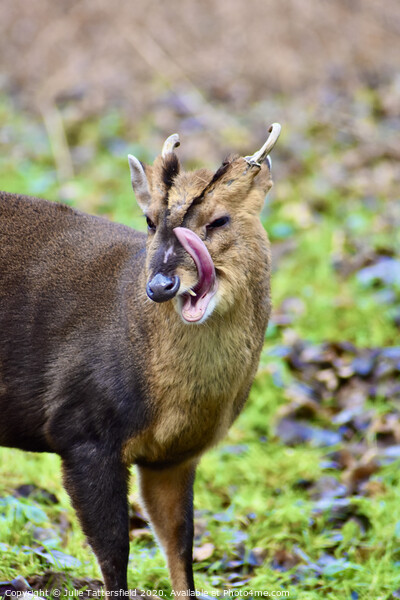 A fun photo of a Muntjac deer  Picture Board by Julie Tattersfield