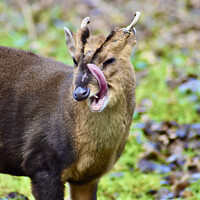 Buy canvas prints of A fun photo of a Muntjac deer  by Julie Tattersfield