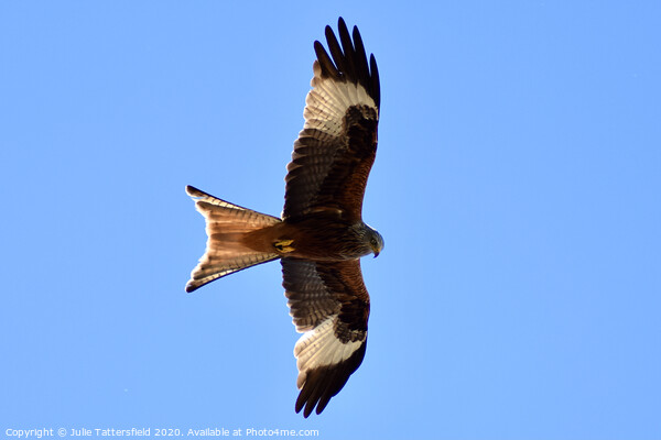 Red Kite soaring the sky in Oxfordshire Picture Board by Julie Tattersfield