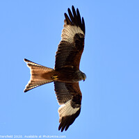 Buy canvas prints of Red Kite soaring the sky in Oxfordshire by Julie Tattersfield