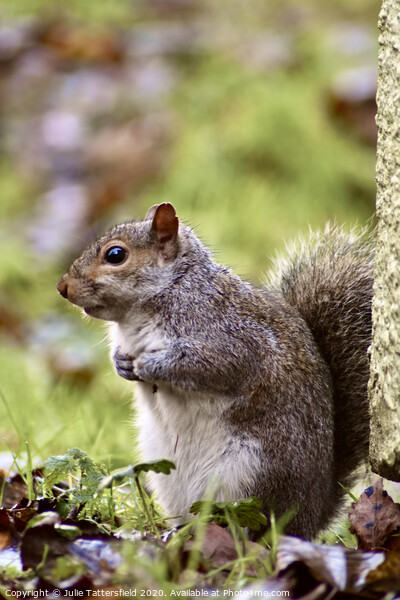 A Squirrel on the look out Picture Board by Julie Tattersfield