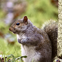 Buy canvas prints of A Squirrel on the look out by Julie Tattersfield