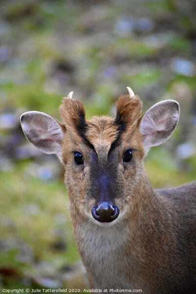 A muntjac deer looking at the camera Picture Board by Julie Tattersfield