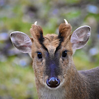 Buy canvas prints of A muntjac deer looking at the camera by Julie Tattersfield