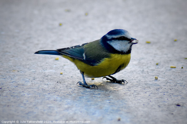 Blue tit enjoying the seed Picture Board by Julie Tattersfield