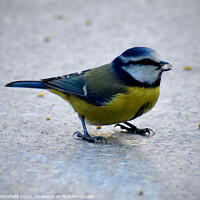 Buy canvas prints of Blue tit enjoying the seed by Julie Tattersfield