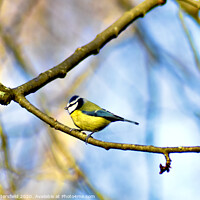 Buy canvas prints of Blue tit bird looking vibrant by Julie Tattersfield