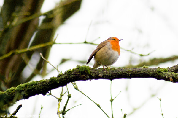Robin perched on a tree branch Picture Board by Julie Tattersfield