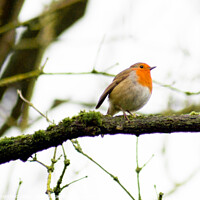 Buy canvas prints of Robin perched on a tree branch by Julie Tattersfield