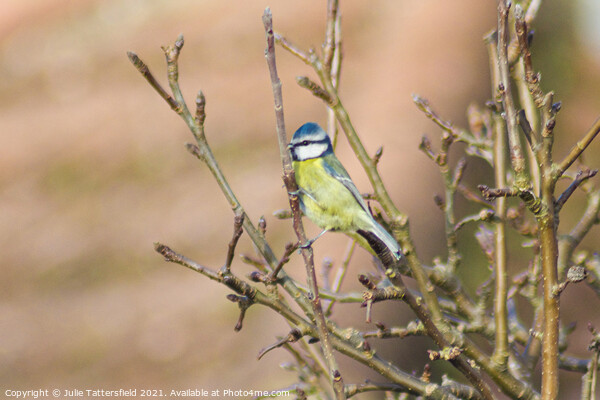 A small blue tit bird perched on a tree branch Picture Board by Julie Tattersfield