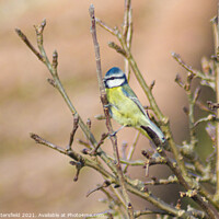 Buy canvas prints of A small blue tit bird perched on a tree branch by Julie Tattersfield