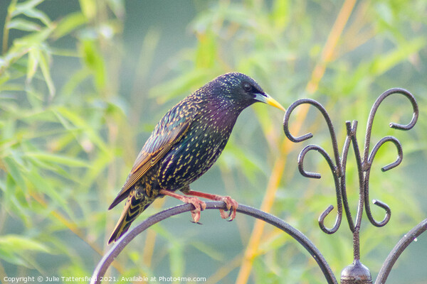 Starling bird perched showing its true colours Picture Board by Julie Tattersfield