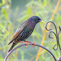 Buy canvas prints of Starling bird perched showing its true colours by Julie Tattersfield