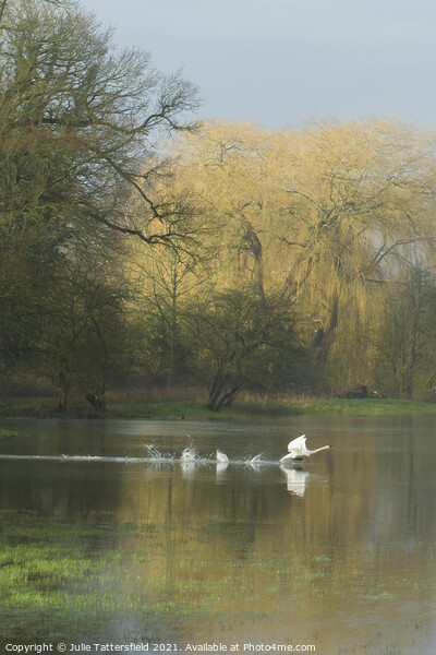 swan ready for take off! Picture Board by Julie Tattersfield