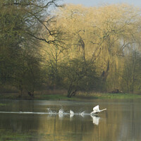Buy canvas prints of swan ready for take off! by Julie Tattersfield