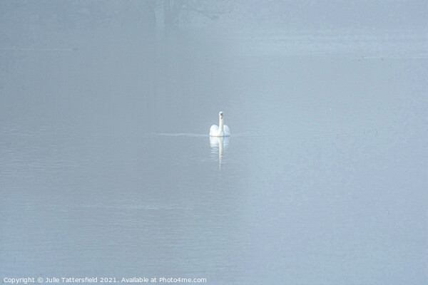 A Swan gliding through the mist Picture Board by Julie Tattersfield