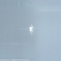 Buy canvas prints of A Swan gliding through the mist by Julie Tattersfield