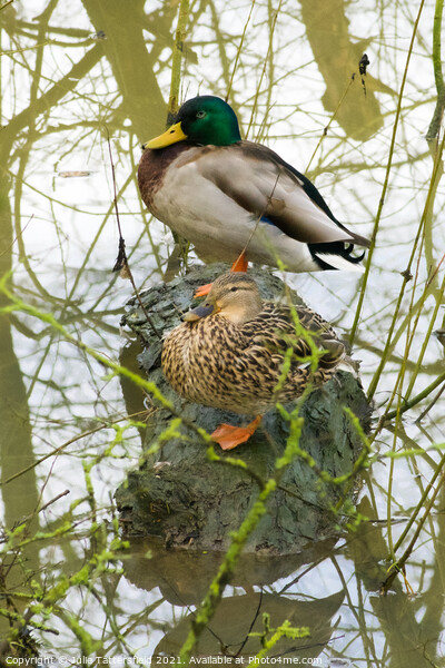 male and female mallard ducks cosy on a log Picture Board by Julie Tattersfield