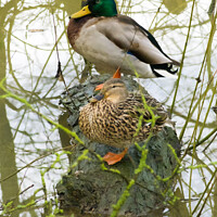 Buy canvas prints of male and female mallard ducks cosy on a log by Julie Tattersfield