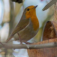 Buy canvas prints of lunch time for this elegant Robin by Julie Tattersfield