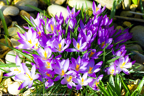 The spring hope that crocus brings Picture Board by Julie Tattersfield