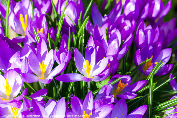 crocus, the beginning of spring Picture Board by Julie Tattersfield