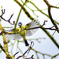 Buy canvas prints of Blue Tit showing off its fabulous wings by Julie Tattersfield