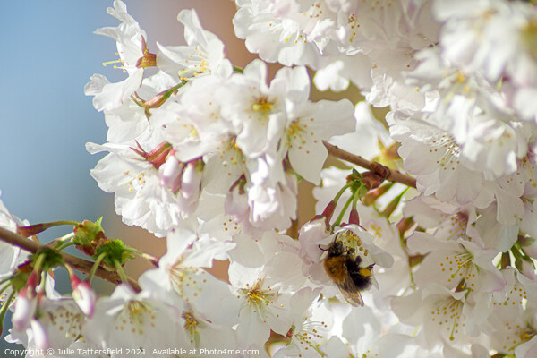 Bee enjoying the pollen from the spring blossom  Picture Board by Julie Tattersfield