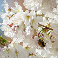 Buy canvas prints of Bee enjoying the pollen from the spring blossom  by Julie Tattersfield