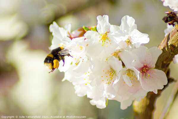 Hungry bee enjoying stunning blossom Picture Board by Julie Tattersfield