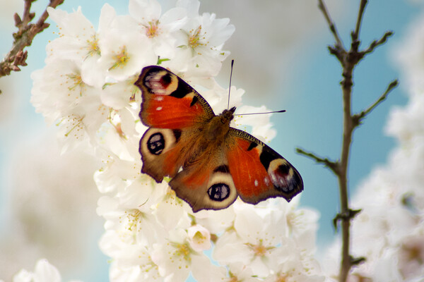 Peacock butterfly enjoying spring blossom Picture Board by Julie Tattersfield