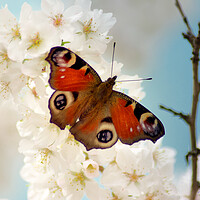 Buy canvas prints of Peacock butterfly enjoying spring blossom by Julie Tattersfield