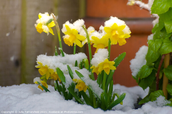 Daffodils in the snow  Picture Board by Julie Tattersfield