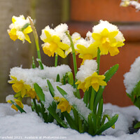 Buy canvas prints of Daffodils in the snow  by Julie Tattersfield