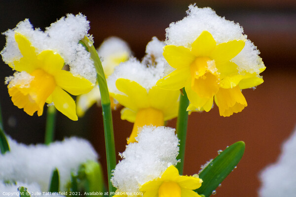 delicate daffodils in the snow Picture Board by Julie Tattersfield