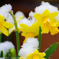 Buy canvas prints of delicate daffodils in the snow by Julie Tattersfield