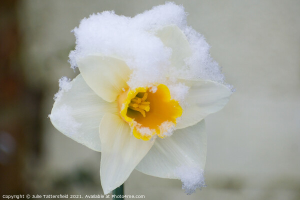delicate Daffodil in the snow Picture Board by Julie Tattersfield