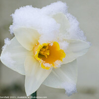 Buy canvas prints of delicate Daffodil in the snow by Julie Tattersfield