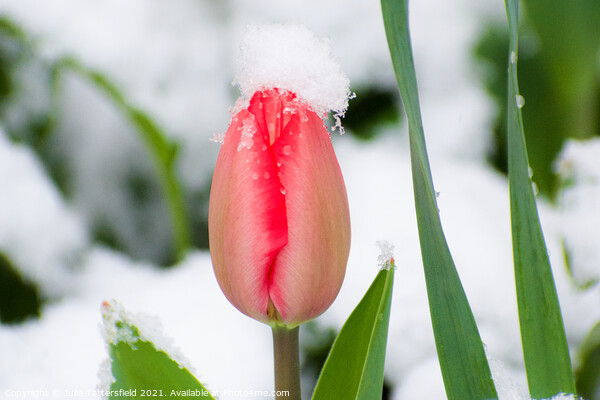 pink tulip in the spring snow Picture Board by Julie Tattersfield