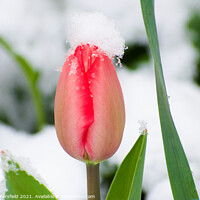 Buy canvas prints of pink tulip in the spring snow by Julie Tattersfield