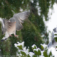 Buy canvas prints of Pigeon showing off the snow by Julie Tattersfield